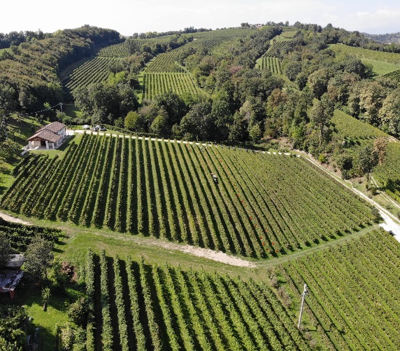 vinograd